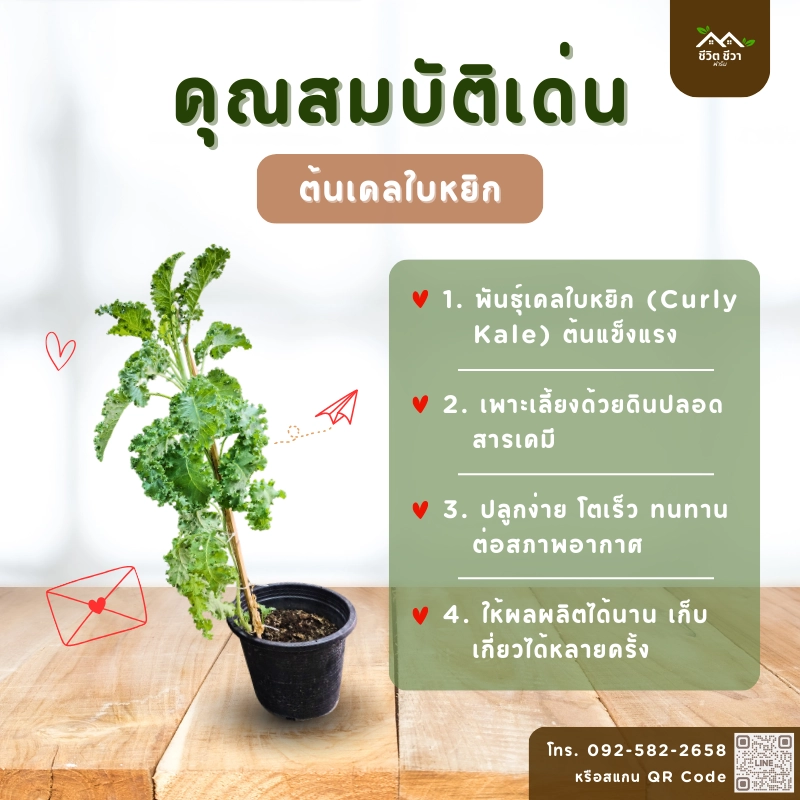 เคลใบหยิก_2 ต้นเคลใบหยิก