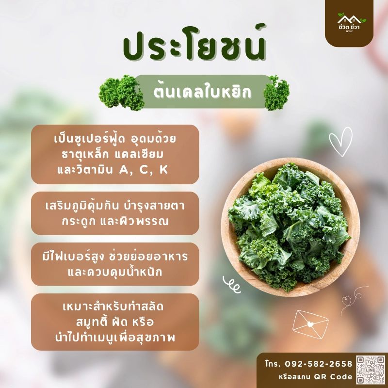 เคลใบหยิก_3 ต้นเคลใบหยิก