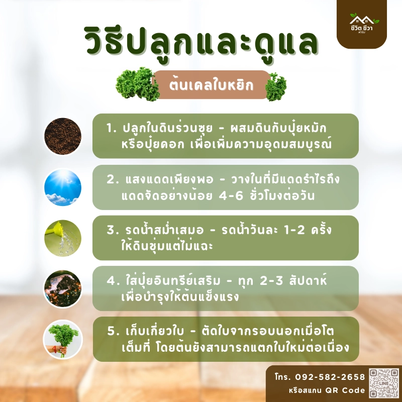 เคลใบหยิก_4 ต้นเคลใบหยิก