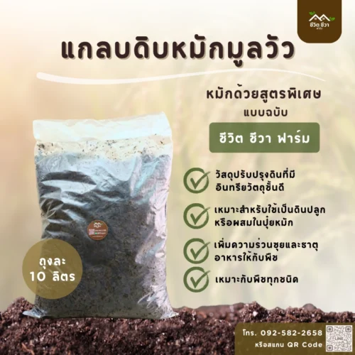 แกลบดิบหมักมูลวัว_3 แกลบดิบหมักมูลวัว