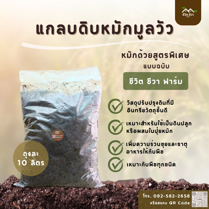 แกลบดิบหมักมูลวัว_3 แกลบดิบหมักมูลวัว