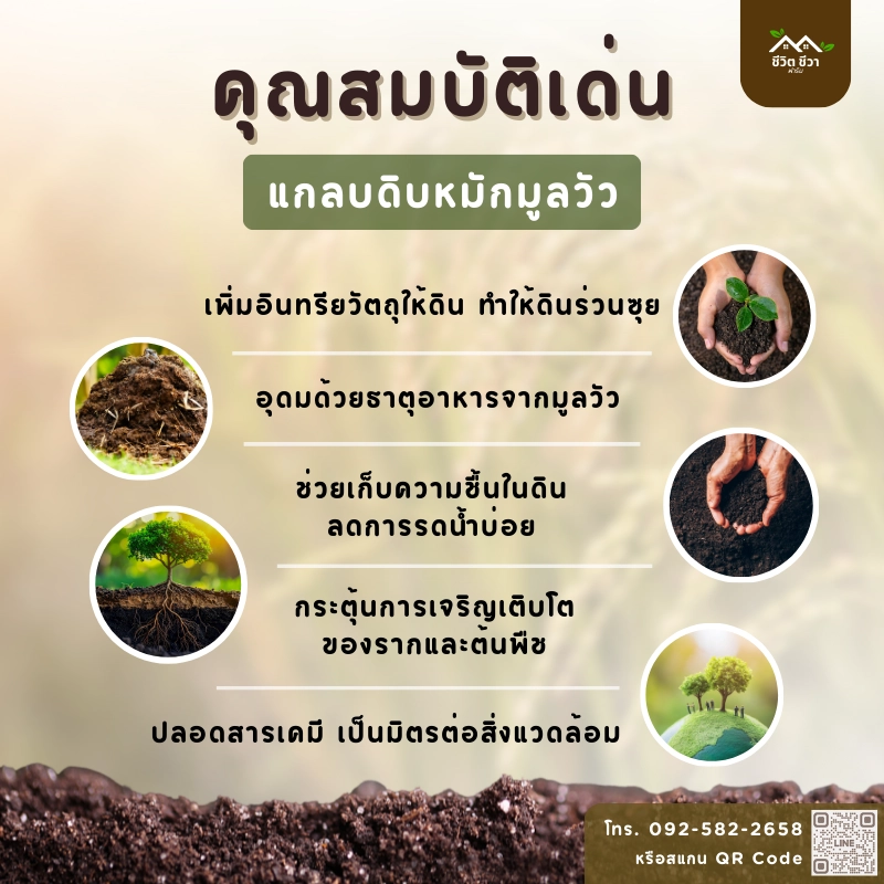 แกลบดิบหมักมูลวัว_4 คุณสมบัติ แกลบดิบหมักมูลวัว