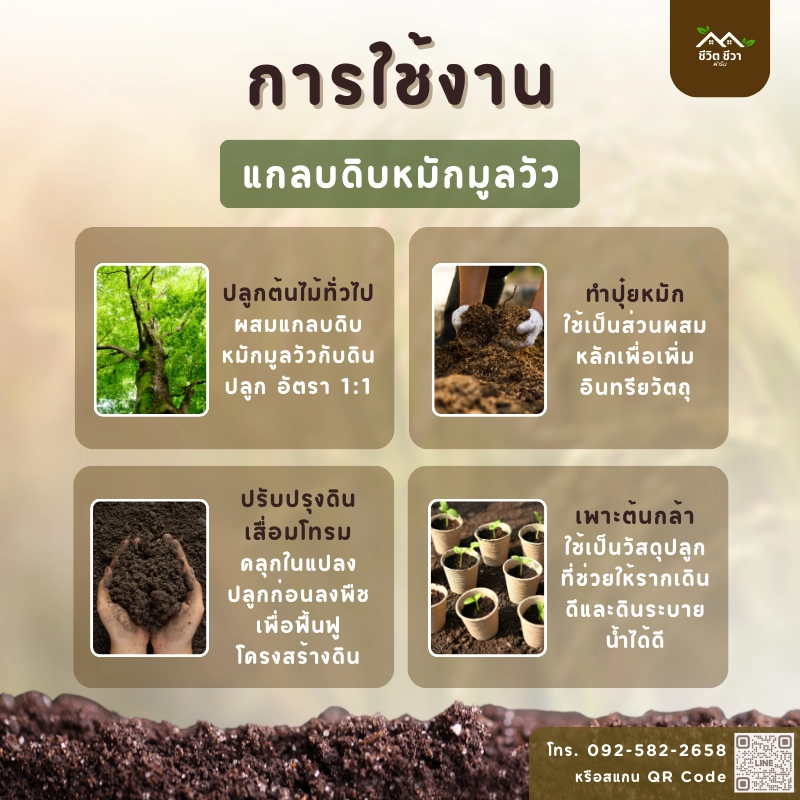 แกลบดิบหมักมูลวัว_5 วิธีการใช้งาน แกลบดิบหมักมูลวัว